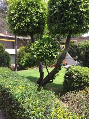 Grupo Kings Suites - Bosque De Duraznos 72 Mexikóváros Kültér fotó